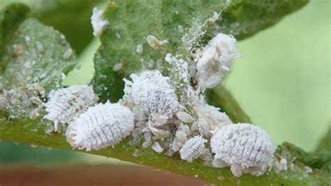 Mealy bugs. Things To Know About Mealy bugs. 